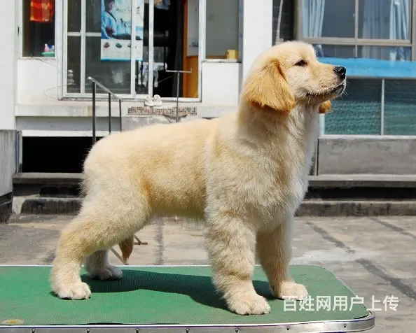 宿迁附近买只金毛哪里有卖 一般金毛多少钱 - 图片 12