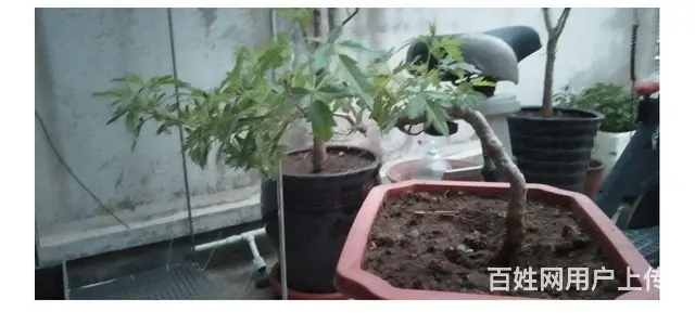 荆条小盆景 - 图片 1