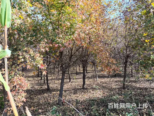 出售自产榆树 裂叶榆 大叶榆 五角枫 - 图片 6