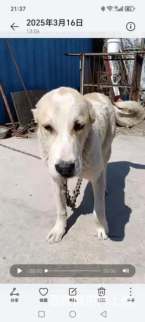 中亚猎狼 - 图片