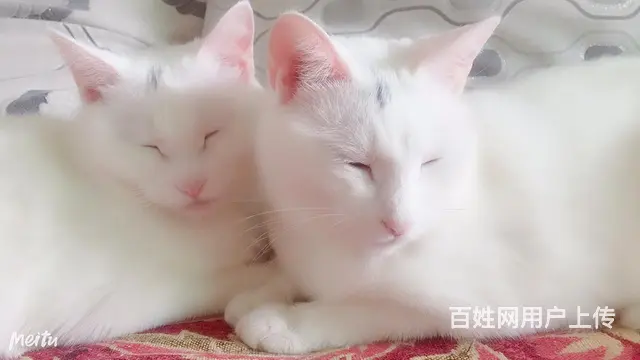 猫咪免费领养 - 图片 1