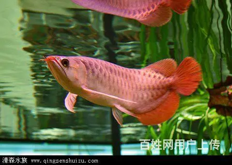 专业鱼缸清洗 维护 造景 鱼缸维修 - 图片 4