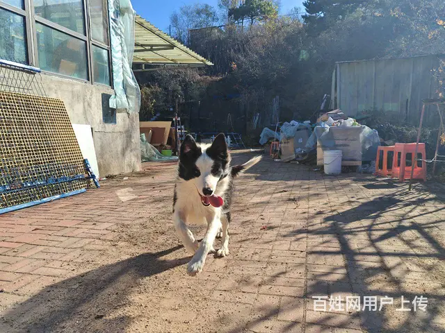 边牧 边境牧羊犬 借配 配种 - 图片 2