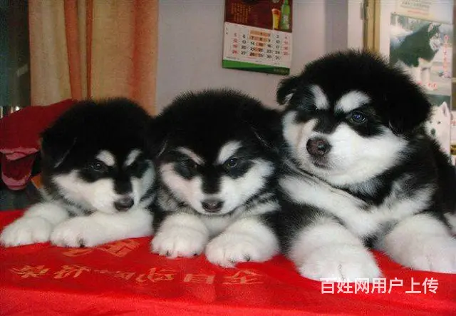 犬舍直销，支持货到付款包健康包纯种，送货上门 - 图片 5