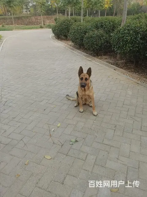 喜欢狼狗的来。工作犬 - 图片 4