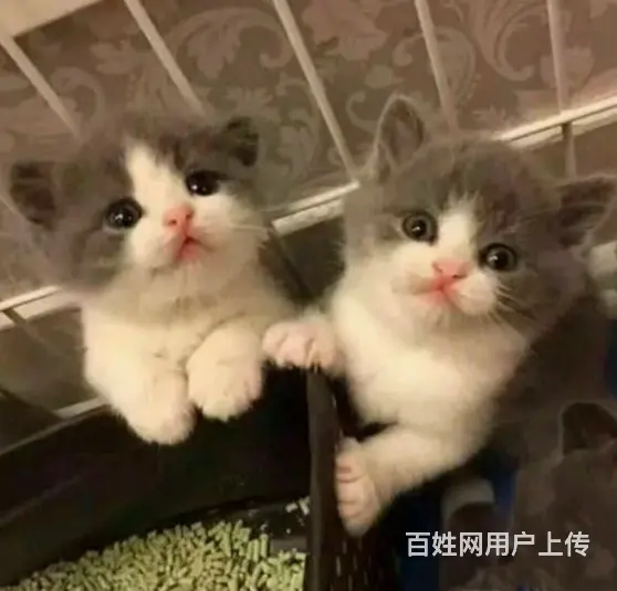 枣庄本地蓝猫蓝白渐层布偶短毛猫品种齐包健康 - 图片 1