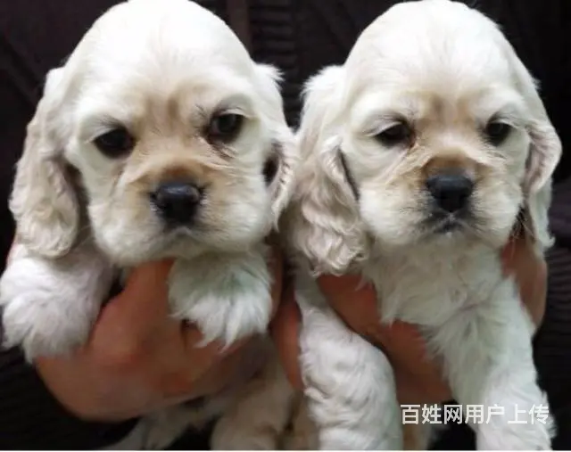 实体店/出售纯种美国可卡犬，英国可卡犬/可卡幼犬 - 图片 8