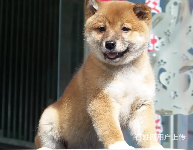 崇左养柴犬的地方，卖柴犬的地方 - 图片 11