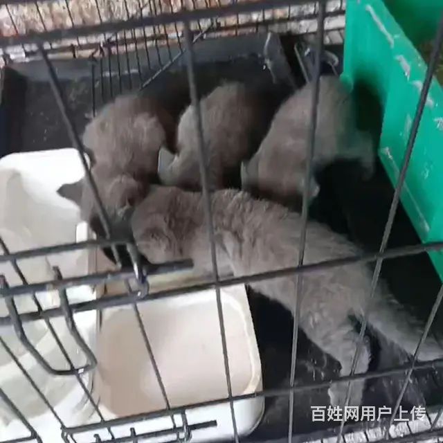 猫猫 - 图片 4