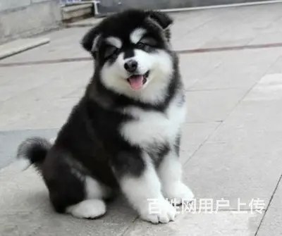 抚州阿拉斯加犬舍位置 本地阿拉斯加犬舍地址在哪儿 - 图片 11