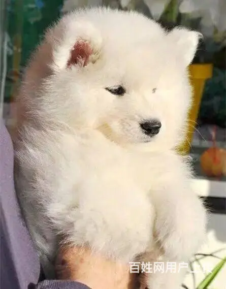 北京出售纯种萨摩耶幼犬  萨摩耶多少钱一只 - 图片 2
