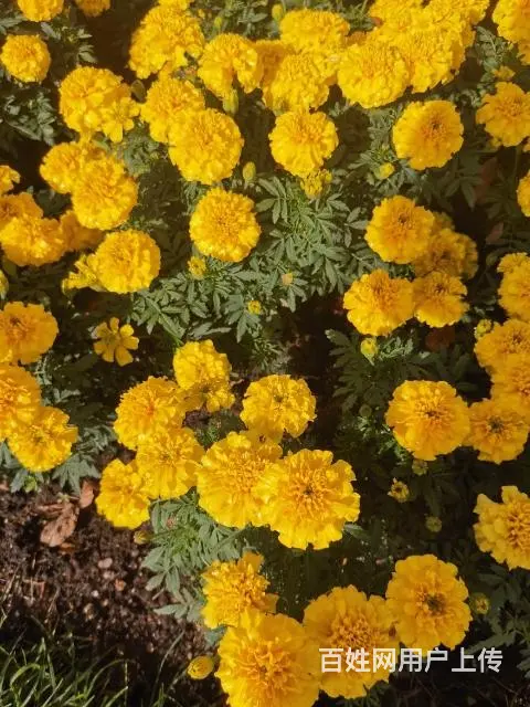 园林绿化花卉销售 - 图片 1