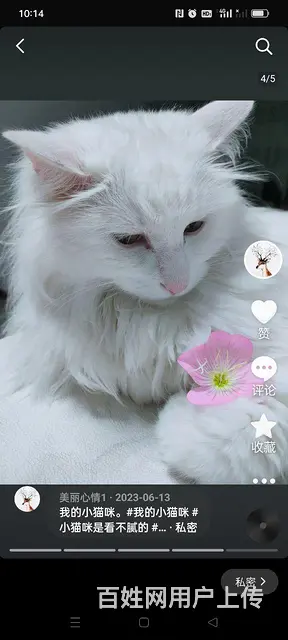 【搞定了！】健康猫咪粘人狮子猫 - 图片 4