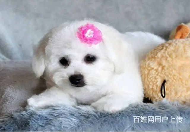 可爱卷毛小体比熊犬 宠物比熊幼犬狗狗来了 - 图片 3