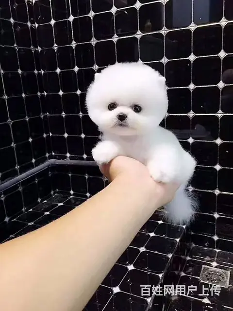 纯种哈多利博美犬 纯种球体白色博美幼犬供您选 - 图片 6