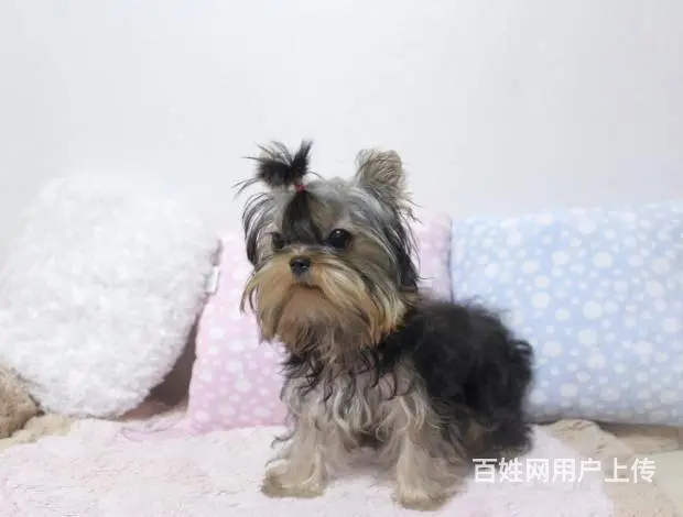 出售纯种约克夏 可爱活泼 疫苗驱虫都做了 公母 - 图片 4