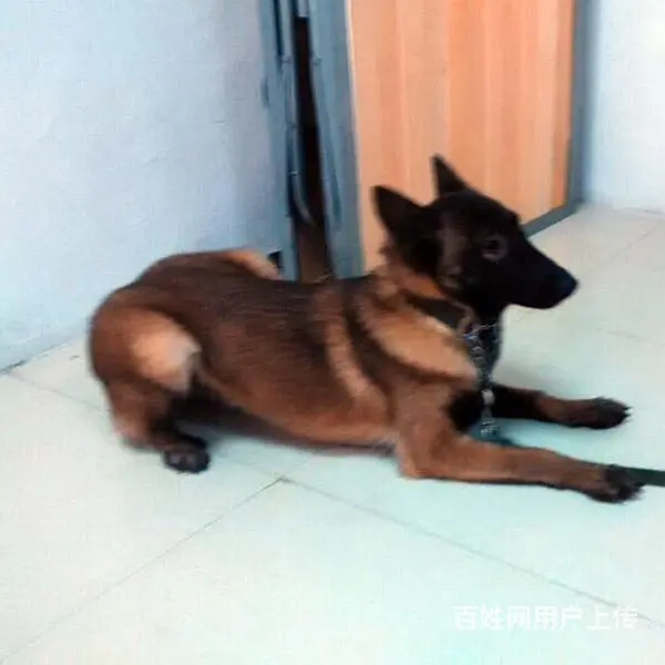 吕梁卖马犬的养殖场，养殖场马犬一般卖多少钱 - 图片 4