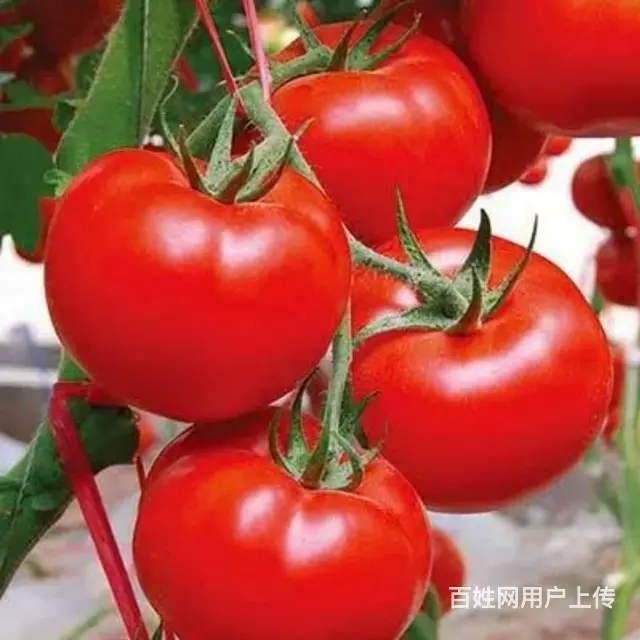 招做2顿饭保姆只做午饭和晚饭 - 图片