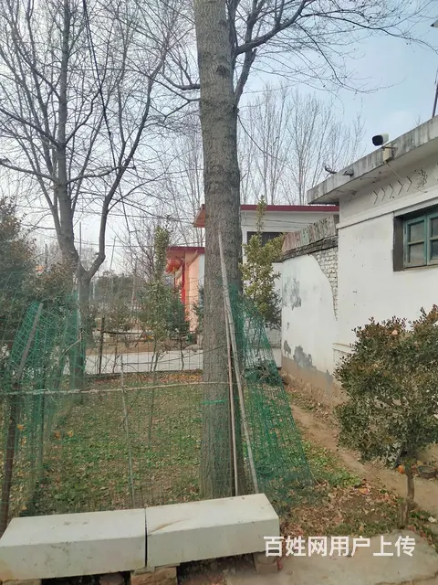 十年银杏树低价处理(价格面议) - 图片 3