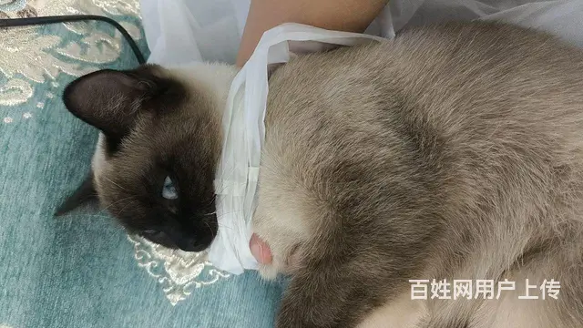 暹罗猫加笼子 - 图片 1
