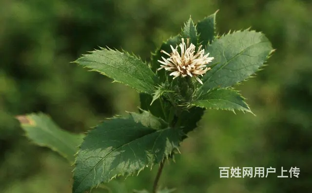 湖北百草堂苍术种植在家做，轻松揽收益前景一片光明 - 图片 1