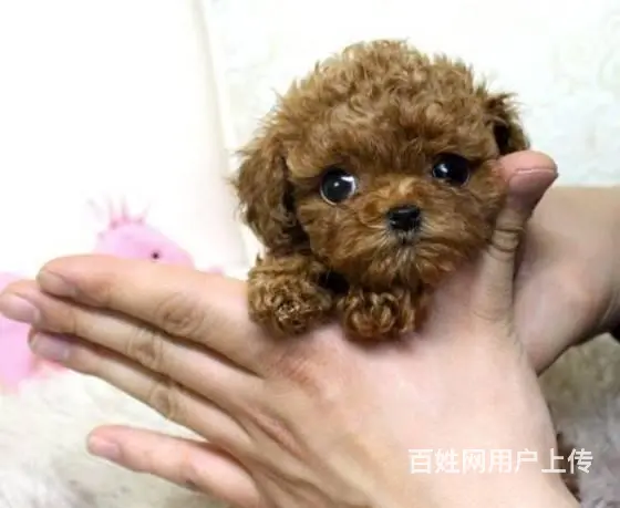 纯种泰迪犬 微小体茶杯泰迪犬价格 泰迪犬舍 - 图片 5