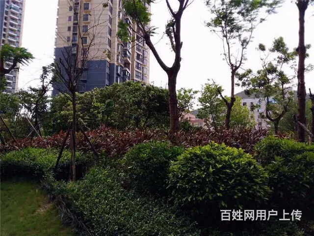 湾仔 佳兆业水岸华都 精装3房      便宜急租 - 图片 11