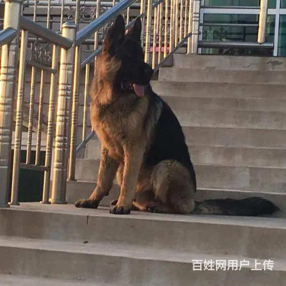 德牧 锤系德牧黑神，大头德牧。纯种健康 - 图片 3