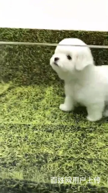 淄博活泼可爱纯种比熊幼犬宝宝血统纯正毛量丰富 - 图片 11