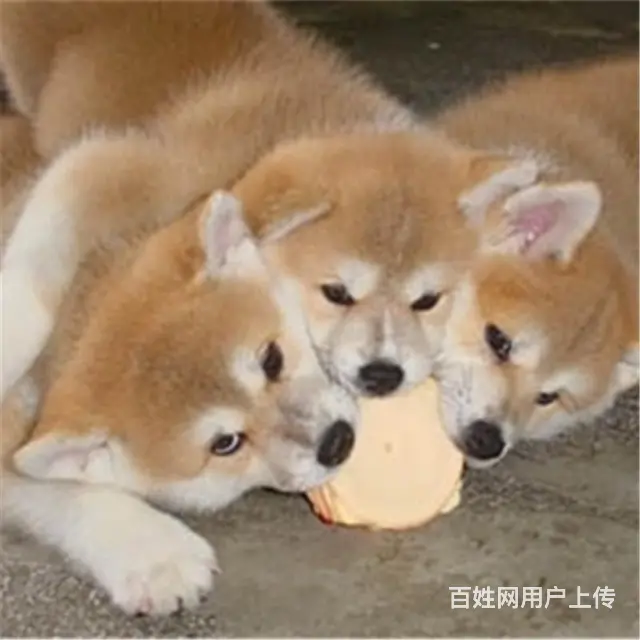 天门血统秋田犬哪里有卖，血统秋田犬一般多少钱 - 图片 2