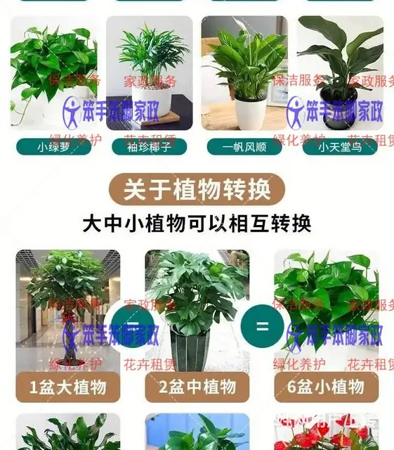厦门花卉盆栽租摆 - 图片 2