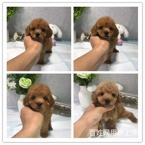 灰色茶杯一窝 疫苗驱虫齐全 可随时去新家苏 - 图片 1