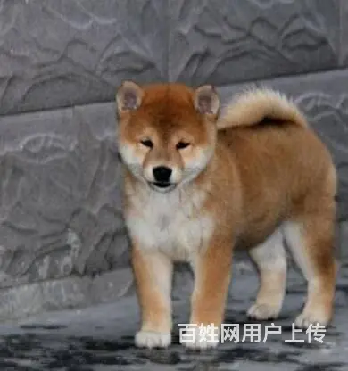 哪里有卖日本柴犬 纯种柴犬多少钱一只 - 图片 2