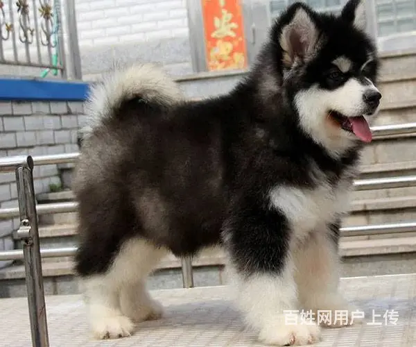 熊版阿拉斯加雪橇犬 巨型阿拉 完美售后 三色均有 - 图片 1