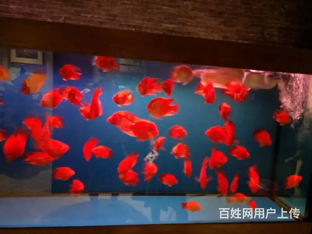 专业清理公司，家庭，大型鱼缸。各类观赏鱼 - 图片 11