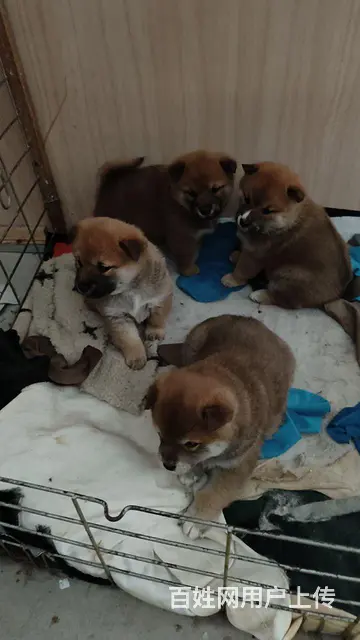 自家养小柴犬 - 图片 1