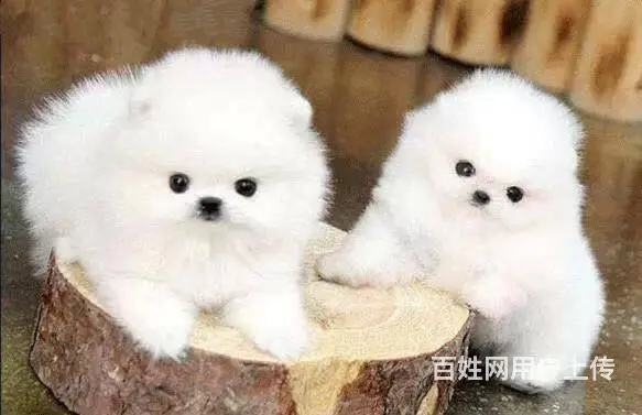 现在哪有卖博美犬的 博美犬都有多少钱的 - 图片 6