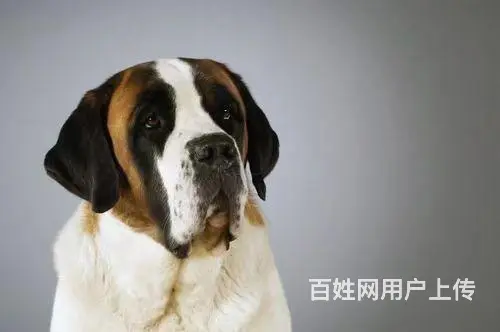 伊春专业猫狗托运 上门接送 宠物托运至全国 - 图片 1