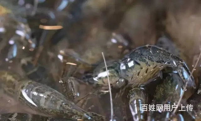 冬季到湖畔来看鱼… - 图片 2