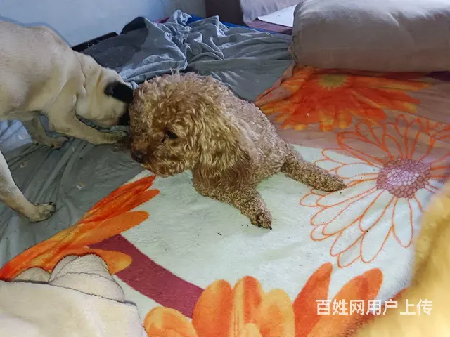 有多种狗便宜出卖！！！！ - 图片 3