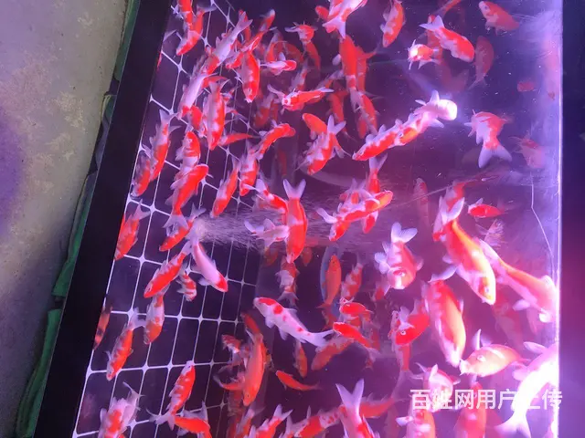 大日血统练手红白，10多到15公分，100块钱9条 - 图片 1