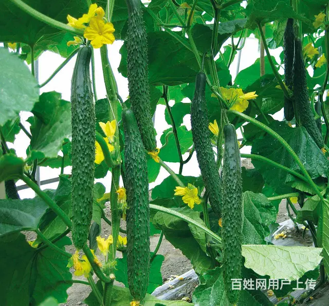 豆角黄瓜辣椒抗性锈病炭疽病靶斑病解决方案 - 图片 6