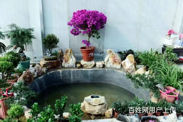 【创美】万家疃市场附近花卉大棚仓库转让 - 图片 4