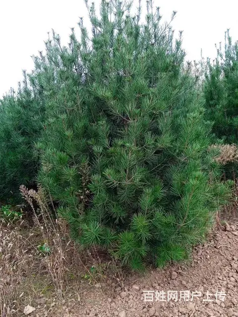 专业种植优质白皮松 - 图片 2
