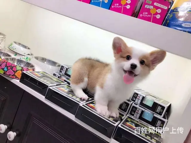 精品威尔士柯基犬出窝 三色柯基犬 纯种健康柯基犬 - 图片 3