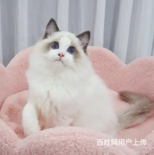 哪里有卖双色布偶猫的多少钱 布偶猫好养吗 - 图片 1