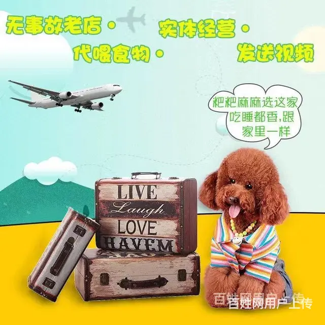 珠海托运宠物 （猫狗活体运输）快递至全国各地 - 图片 2