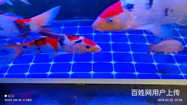 【搞定了！】精品锦鲤全红火鲤 - 图片 3
