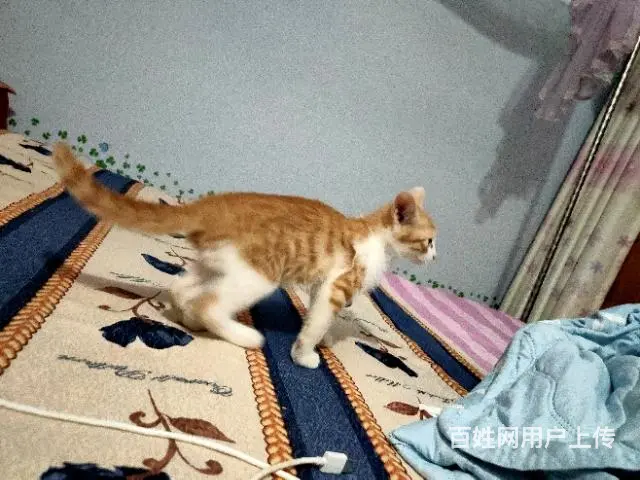 免费赠送小猫 - 图片 1