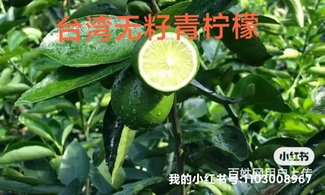 供应各种芒果树苗以及其他水果树苗 - 图片 3